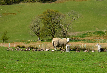 Sheep and lamb newly released for spring. Grisedale pike, Lake District, England, UK -Image
