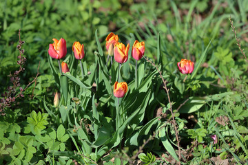 Bright spring flowers bloomed in a botanical garden