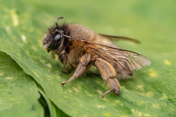 Macro shot of a honeybee sitting in the garden on a leaf in the sunshine.
