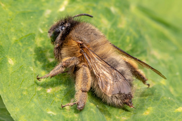 Macro shot of a honeybee sitting in the garden on a leaf in the sunshine.