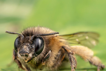 Macro shot of a honeybee sitting in the garden on a leaf in the sunshine.