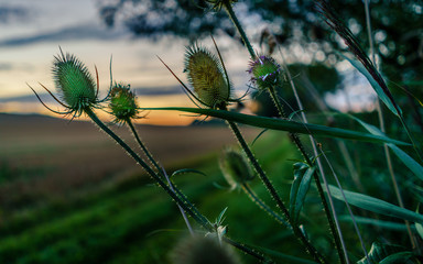 Morgendämmerung im Hahnheimer-Bruch