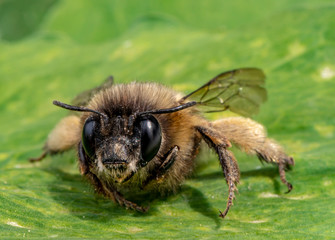 Macro shot of a honeybee sitting in the garden on a leaf in the sunshine.