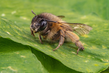 Macro shot of a honeybee sitting in the garden on a leaf in the sunshine.