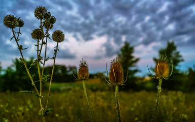 Wolken, Himmel und Pflanzen
