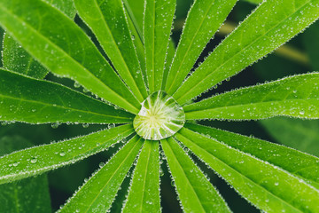 Nice water droplet on green leaves, macro photo