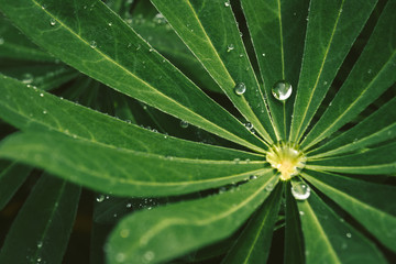 Plakat Nice water droplet on dark green leaves, macro photo