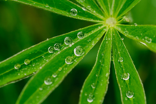 Nice water droplet on light green leaves, macro photo