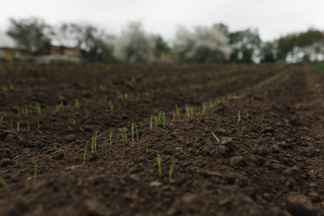 Rows of young plants in a field