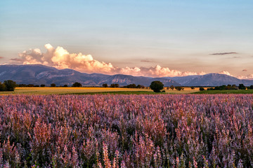 Obraz premium Valensole Plateau. Alpes-de-Haute-Provence, France. Summer flower of beautiful blooming vivid purple woodland sage flower on the Alps background. Summer sunrise nature landscape. Travel concept.