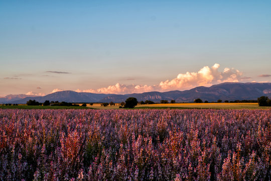 Amazing colorful fields with wheat and sage in Plateau de Valensole, Alpes de Haute Provence, France, Europe. Sunset over a violet field. Summer nature landscape. Europe tourism or travel concept. © eskstock