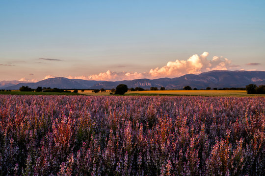 Valensole Plateau. Alpes-de-Haute-Provence, France. Summer flower of beautiful blooming vivid purple woodland sage flower on the Alps background. Summer sunrise nature landscape. Travel concept. © eskstock