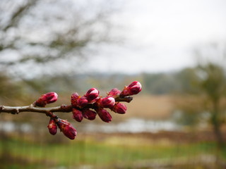 Beautiful apricot tree branch with tiny tender bud. Awesome spring blossom