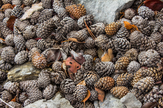 Texture from a pile of colorful cones lying on the ground in the mountains, forest, outdoor, trekking. Bunch of pine cones on the ground. Nature abstract pattern.