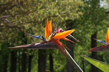 Colorful flower Bird of paradise - Strelitzia Reginae