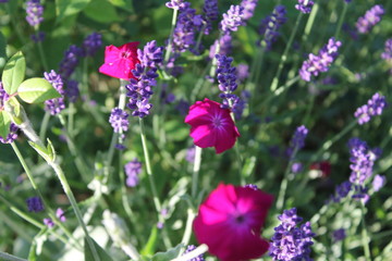 flowers in the garden