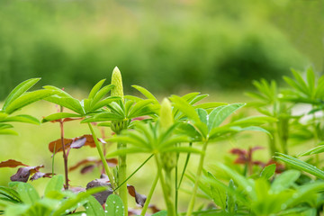 green leaves in the garden