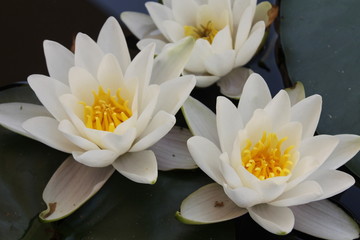 Fototapeta na wymiar white water lily