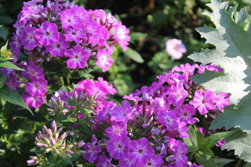 Fototapeta premium purple flowers in the garden