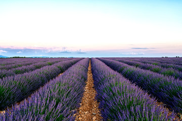 View of French lavender field at sunset. Sunset over a violet lavender field in Provence, France, Valensole. Summer nature landscape. Europe tourism or holiday vacation travel concept.