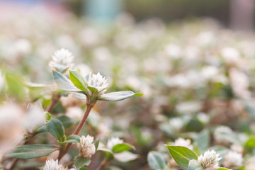 White globe amaranth in grass field green blurred background