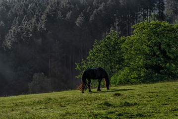 Black horse with long mane in grass field. Beautiful countryside mountain landscape. Foggy sunrise Germany, Black forest. Sustainable ecosystem and healthy environment concept.