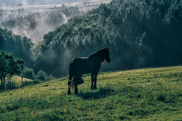 Black horse with long mane in grass field. Beautiful countryside mountain landscape. Foggy sunrise Germany, Black forest. Sustainable ecosystem and healthy environment concept.