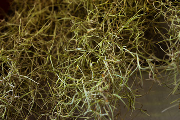 grass with drops of water