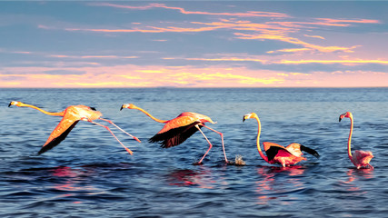 Mooie roze flamingo& 39 s in een blauwe zeelagune bij zonsondergang. Mexico. Celestun. Wild natuur.