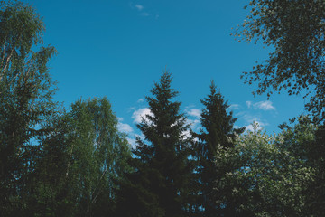 Landscape with fir forest in vintage retro style.