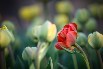 Buds of rose tulips with fresh green leaves in soft lights at blur background with place for your text. Hollands tulip bloom in an orangery in spring season. Floral banner for a floristry shop.