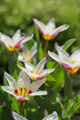 Flowering of the first perennial tulips in the spring. Selective focus.