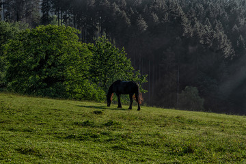 Black horse with long mane in grass field. Scenic view of a picturesque mountain in Germany, Black Forest. Summer vacation and ecology background. Ecosystem and healthy environment concept.