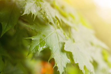 Wet green young leaves with rain drops in warm sunlight