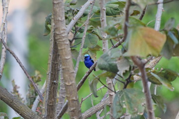 Photo of red-legged honeycreeper, Boquete, Panama