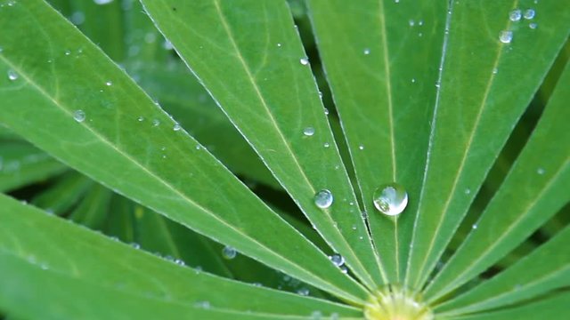 Nice water droplet on green leaves, macro photo