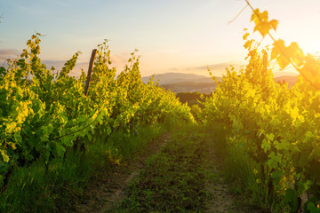 Large vineyard plantation under beautiful sunset light. Agri tourism tour of Tuscany. Enjoy travel visiting vineyard site. Wine production region.