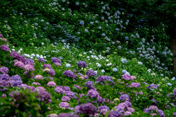 紫陽花の咲く山