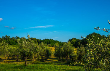A view across an Olive grove to the valley below in summer. Tuscany, Italy.