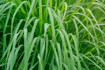 lemongrass in sufficient economy garden