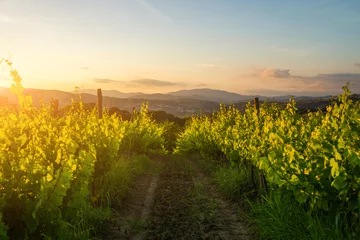 Fotobehang Grote wijngaardaanplanting onder mooi zonsonderganglicht. Agritoerisme rondreis door Toscane. Geniet van een bezoek aan de wijngaardsite. Wijnproductie regio. © eskstock