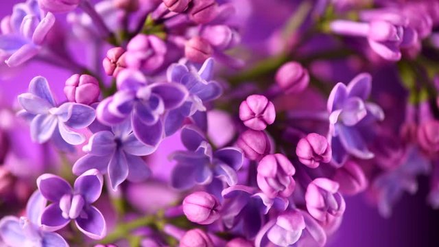 Lilac. Blooming violet lilac flowers closeup. Spring scene. Opening flowers time lapse. 4K UHD video footage 3840X2160