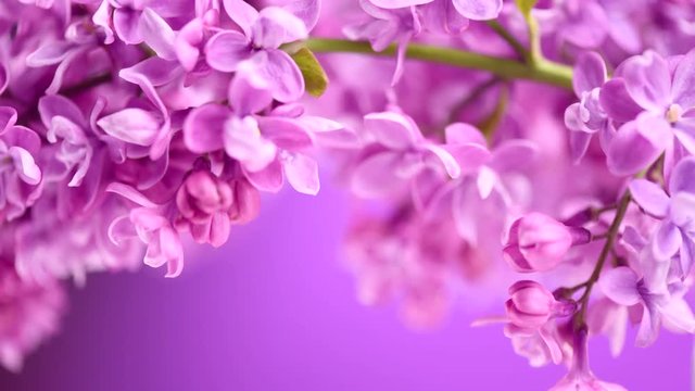 Lilac. Blooming violet lilac flowers closeup. Spring scene. Opening flowers time lapse. 4K UHD video footage 3840X2160