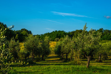 Obraz premium A view across an Olive grove to the valley below in summer. Tuscany, Italy.