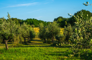 A view across an Olive grove to the valley below in summer. Tuscany, Italy.