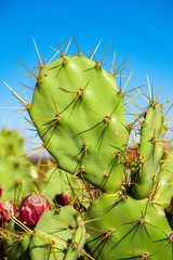 Cactus Pear