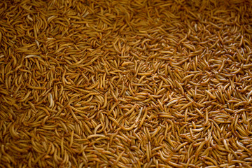 Many living Mealworm larvae suitable as Food