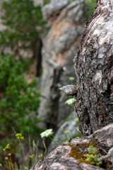 The trunk of an old pine tree closeup. Green grass on a summer day. In the background is a blurry image of stones in the mountains.