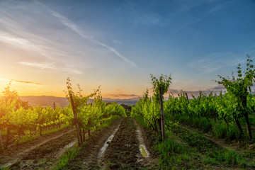 Fototapeta na wymiar Tuscany, Italy landscape. Wonderful sunrise. Vineyards, hills, farm house. Unique tuscany landscape.