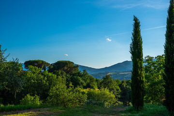 Obraz premium Idyllic plase in nature with cypress tree and fields. Picturesque Italian countryside.